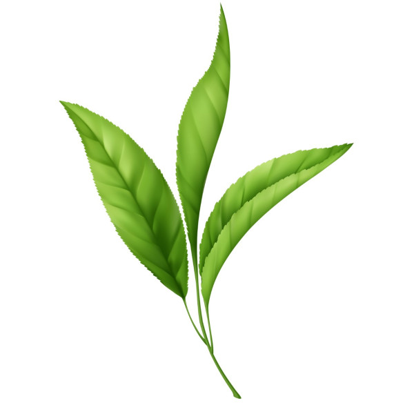 Wkładki Odświeżające Zielona Herbata K007 Footmate